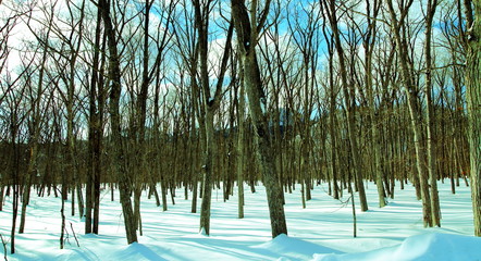 北海道の厳寒の雑木林の風景
