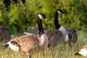 Kanadagänse als Gänseschar und Gänsefamilie in einem Park genießen das Leben, den Sommer und Frühling