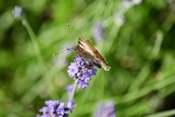 Gartenmomente im Frühjahr - Details und Momente