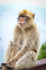 Fototapeta premium close of view of the gibraltar monkeys