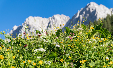 Alpenlandschaft