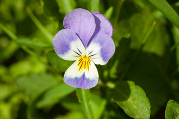 Beautiful flower Viola tricolor, or Pansy. Latin name - Víola trícolor