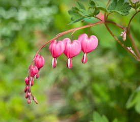 Fototapeta na wymiar Beautiful flower pink with white, which is called the broken heart, the Latin name for Dicentra