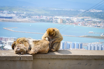 close of view of the gibraltar monkeys
