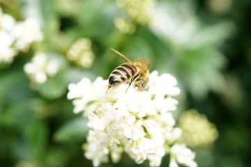 nature,animal,collie,flowers,garden