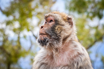 close of view of the gibraltar monkeys