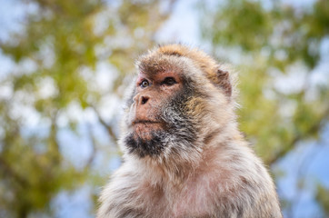 close of view of the gibraltar monkeys