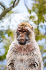 close of view of the gibraltar monkeys
