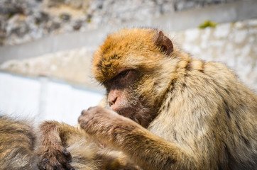 close of view of the gibraltar monkeys