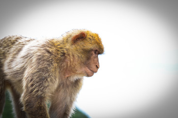 close of view of the gibraltar monkeys