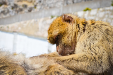 close of view of the gibraltar monkeys
