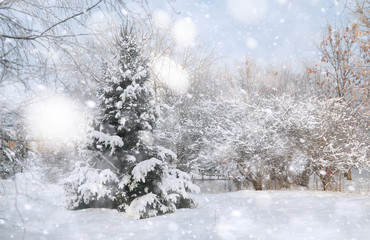 Winter Park. Landscape in snowy weather. January.