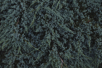 background of tree of life