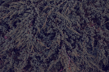 Fototapeta na wymiar background of tree of life