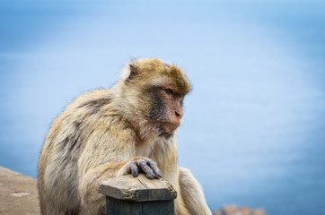 close of view of the gibraltar monkeys