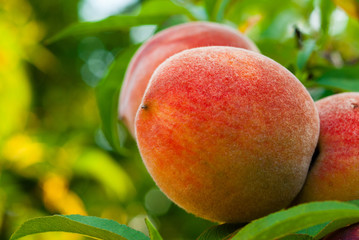ripe peach fruits hanging on branch