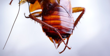 Cockroach Close up
