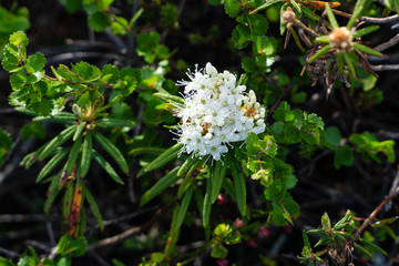 White flowers in the highland tundra