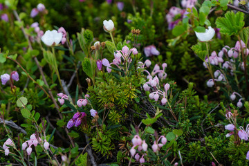 White flowers in the highland tundra