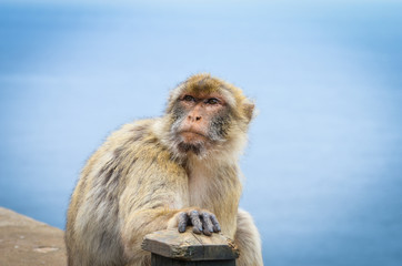 close of view of the gibraltar monkeys
