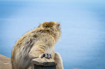 close of view of the gibraltar monkeys