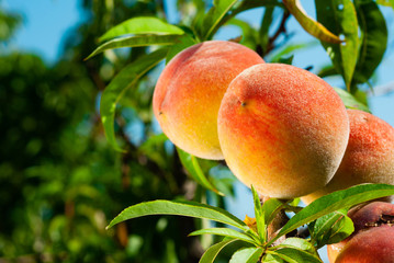 ripe peach fruits hanging on branch