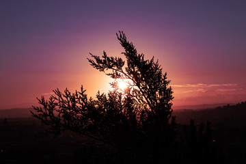 sunset, flowers, roses and nature