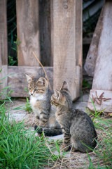 Obraz premium Gray and black kittens play on a good day