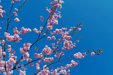 Beatiful blossoming pink sacura cherry tree flowers against blue sky background