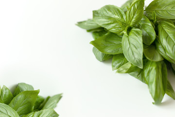 Close up studio shot of fresh green basil herb leaves isolated on white background. Sweet Genovese basil
