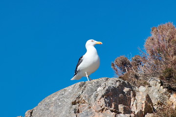  Great Black-backed Gull (Larus marinus) On the rocks and blue sky background.