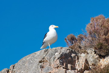  Great Black-backed Gull (Larus marinus) On the rocks and blue sky background.