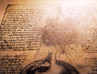 Anatomy Art Drawing