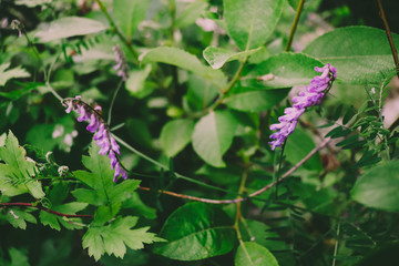 purple flower