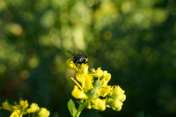 nature,animal,collie,flowers,garden
