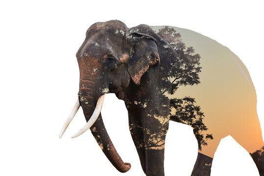 The double exposure image of the Thai elephant is stacked with the silhouette of the tree while the sun is in the evening horizon.