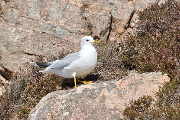  Great Black-backed Gull (Larus marinus) On the rocks and blue sky background.
