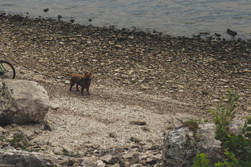 dog on the beach