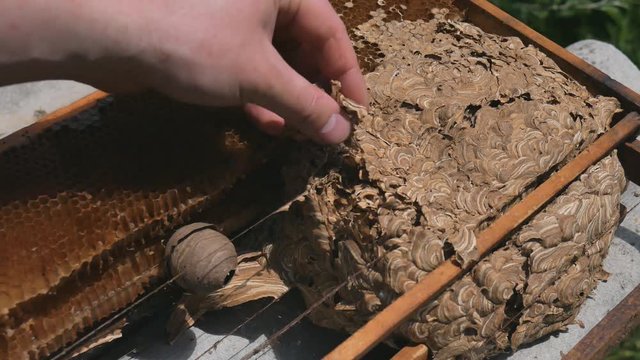 Man parses the nest of wasps. The European hornet Vespa crabro and the wasps nest narrow view. Wasps nest.