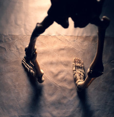 close Up Human Skeleton