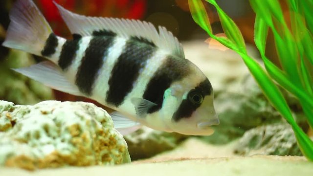 Close-up of striped fish swimming in aquarium. Frame. Beautiful black and white fish eats food at bottom of aquarium with algae