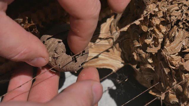 Man parses the nest of wasps. The European hornet Vespa crabro and the wasps nest narrow view. Wasps nest.