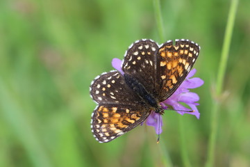 Papillon