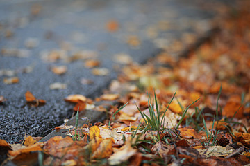Autumn rain in the park