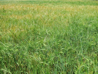 Background of growing rye on the field. Green spikelets of cereals