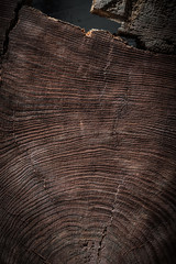cross cut texture of vintage tree trunk