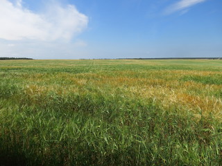 Obraz premium landscape with sowing of cereals against the blue sky with clouds. Shadow of clouds over wheat field