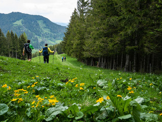 Group of hikers on a trail, yellow flowers in the foreground