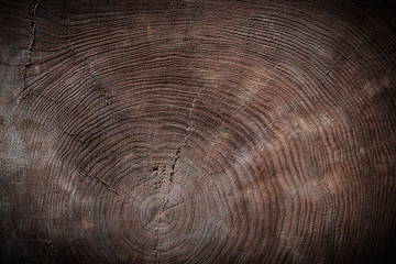view on texture cross cut old tree trunk