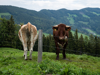 Two cows, one from the front, one from the backside on a pasture